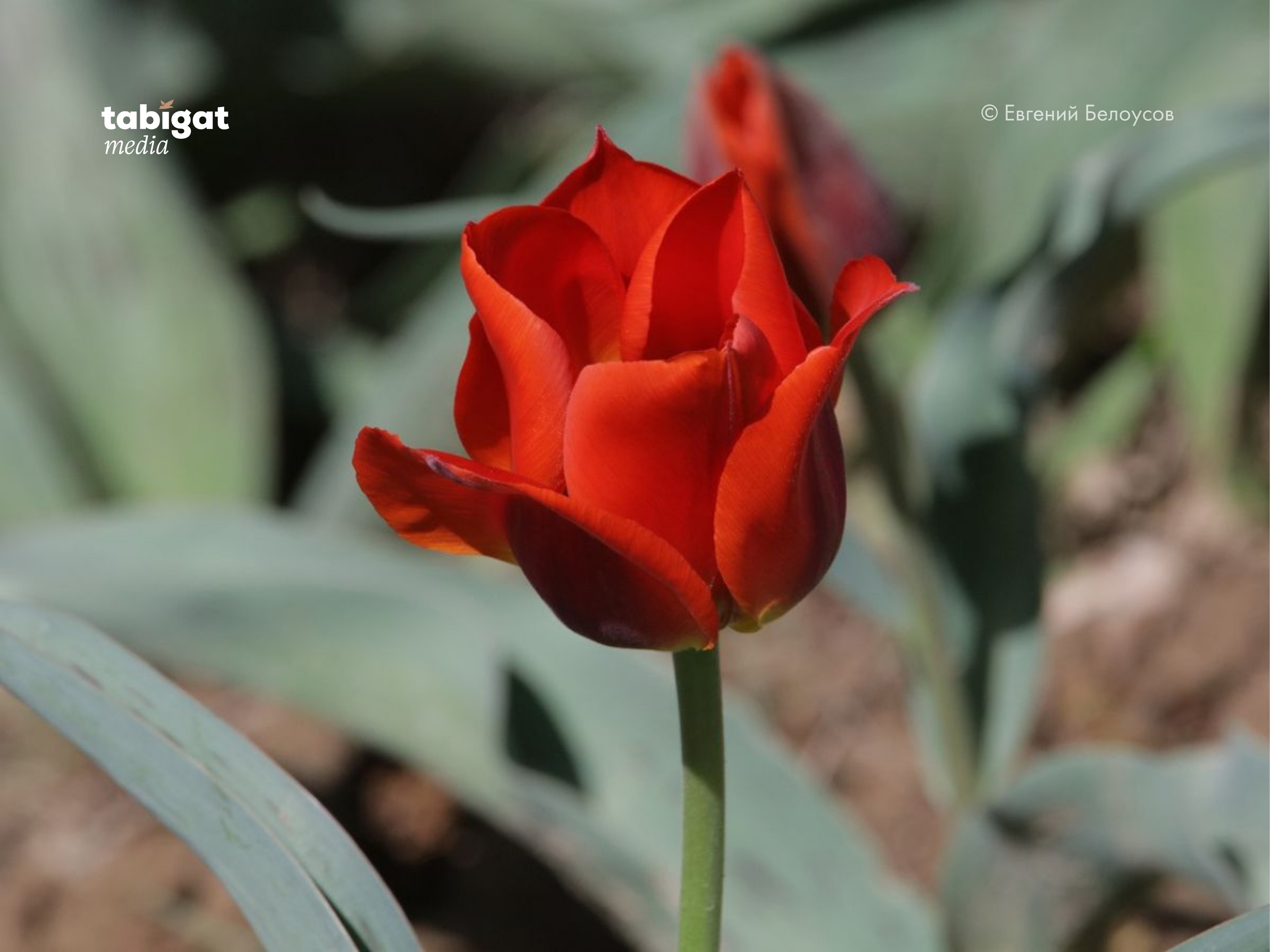 Өзбек актрисасымен